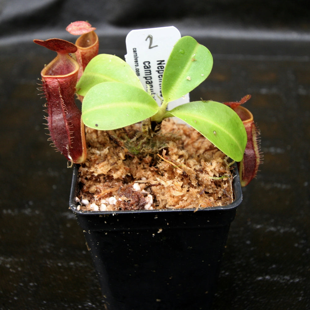 
                      
                        Nepenthes lowii x campanulata
                      
                    
