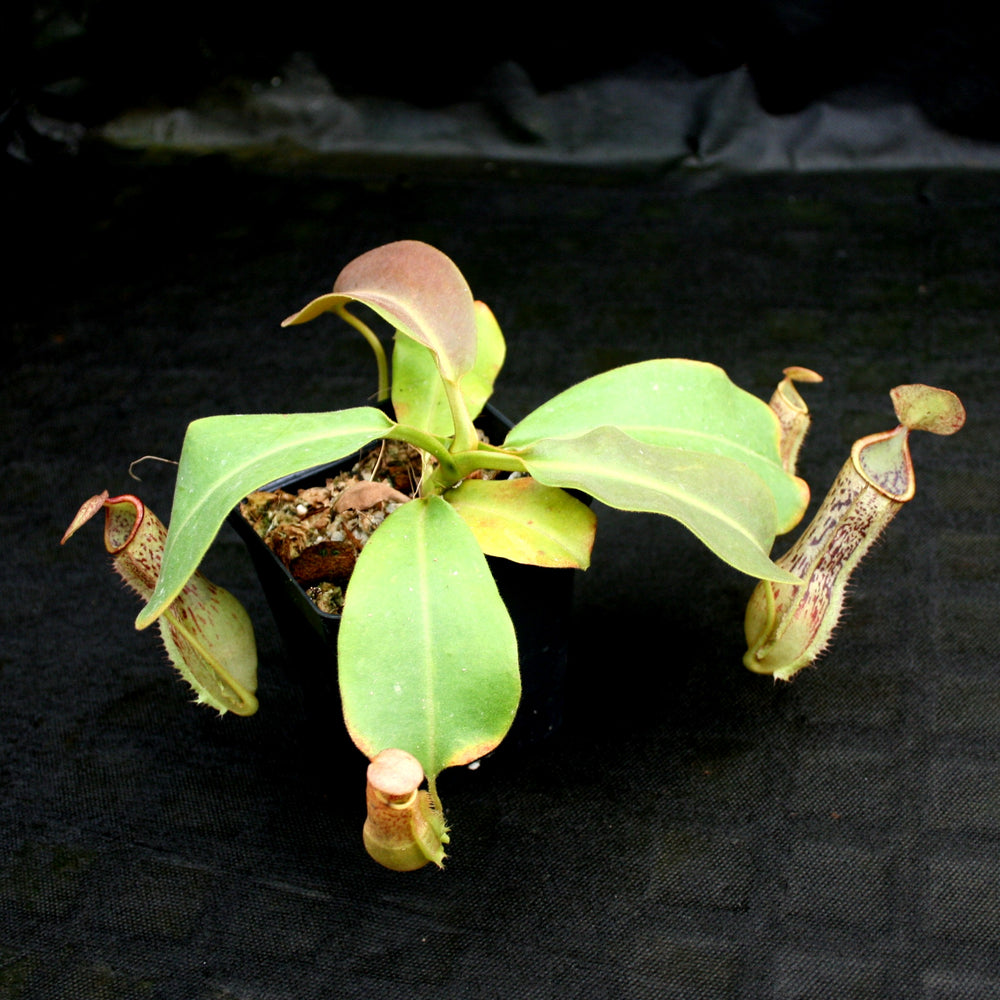 
                      
                        Nepenthes (truncata x campanulata) x platychila "white" , CAR-0090 pitcher plant, carnivorous plant, collectors plant, large pitchers, rare plants
                      
                    