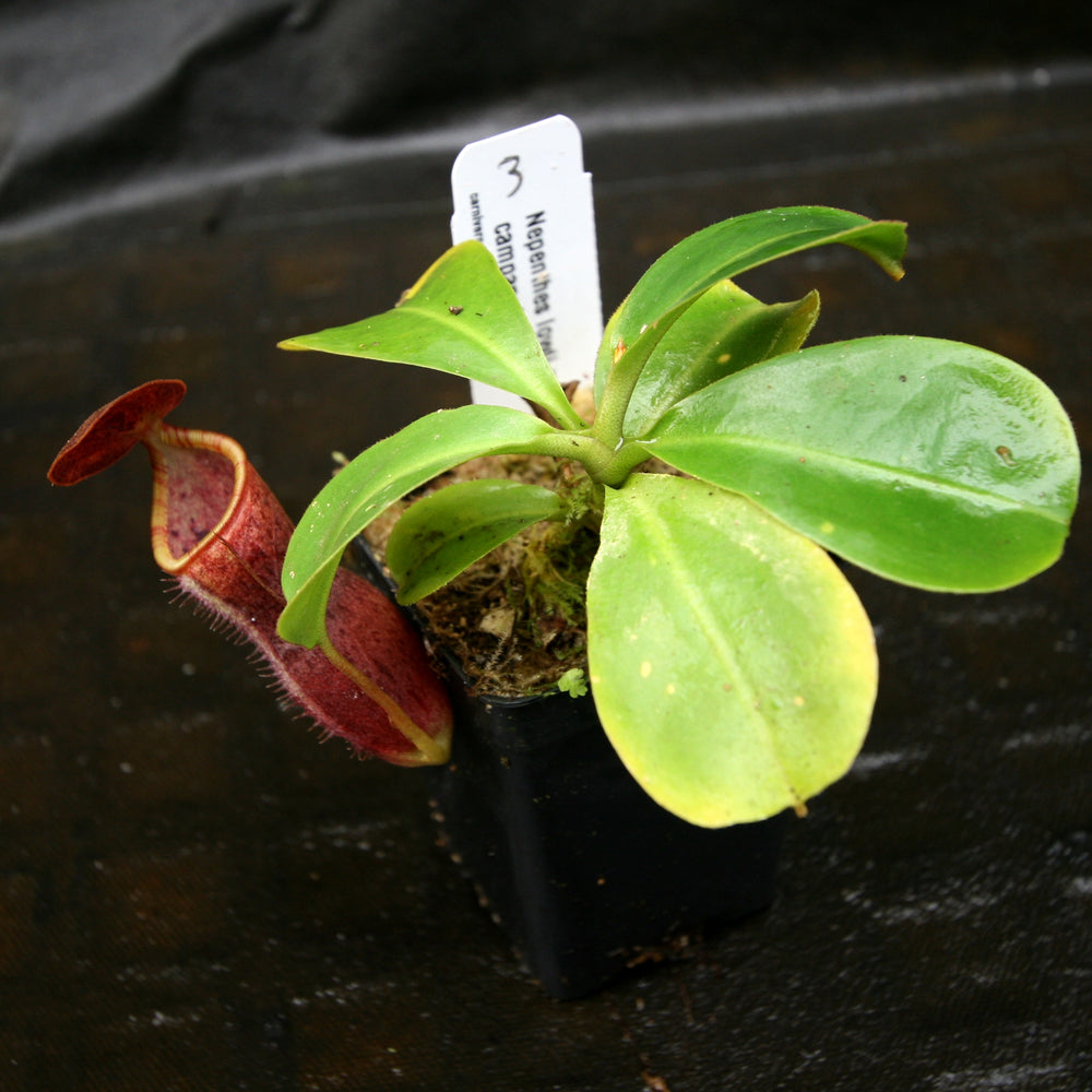 
                      
                        Nepenthes lowii x campanulata
                      
                    