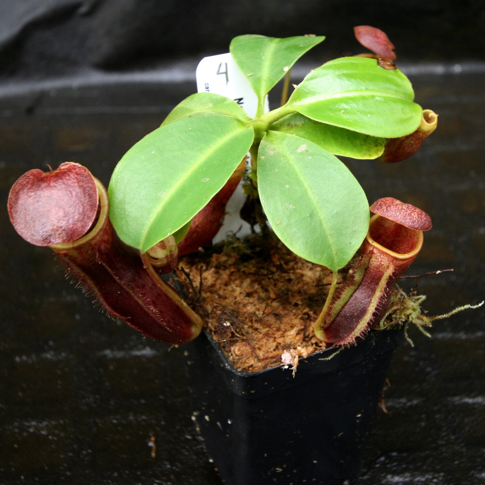 
                      
                        Nepenthes lowii x campanulata
                      
                    