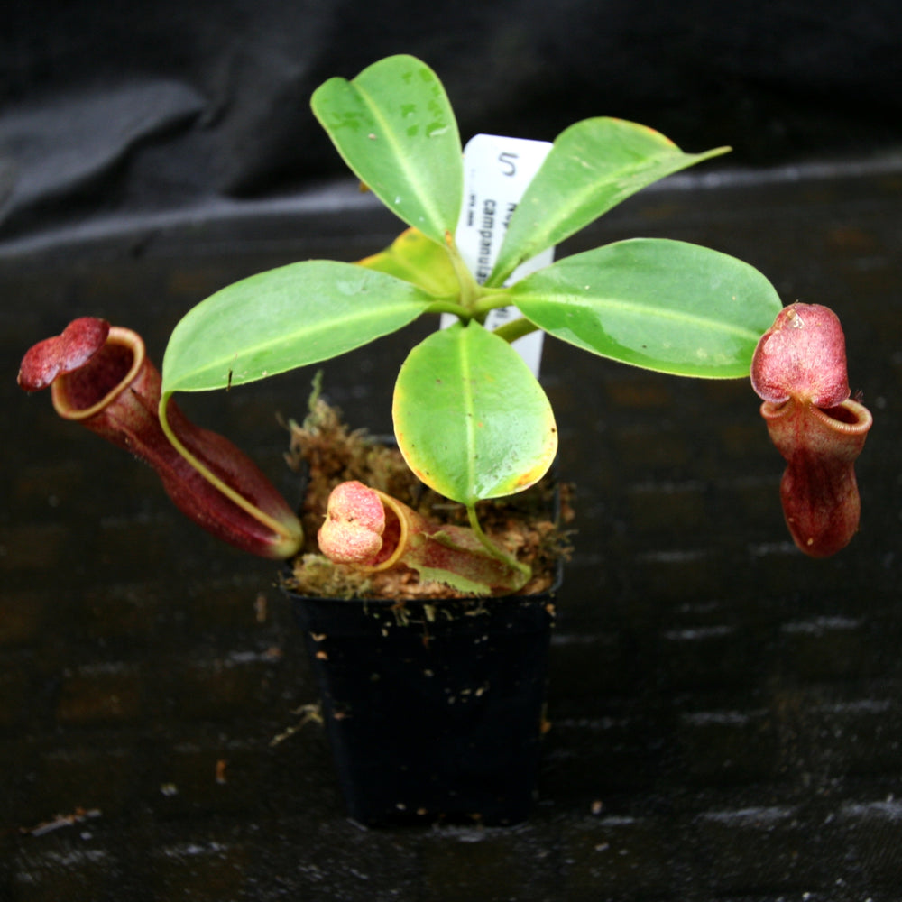 
                      
                        Nepenthes lowii x campanulata
                      
                    