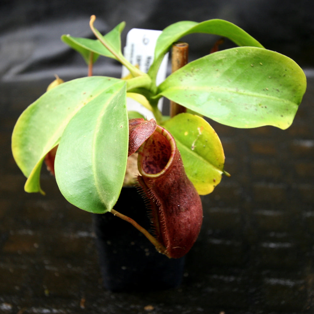 
                      
                        Nepenthes lowii x campanulata
                      
                    