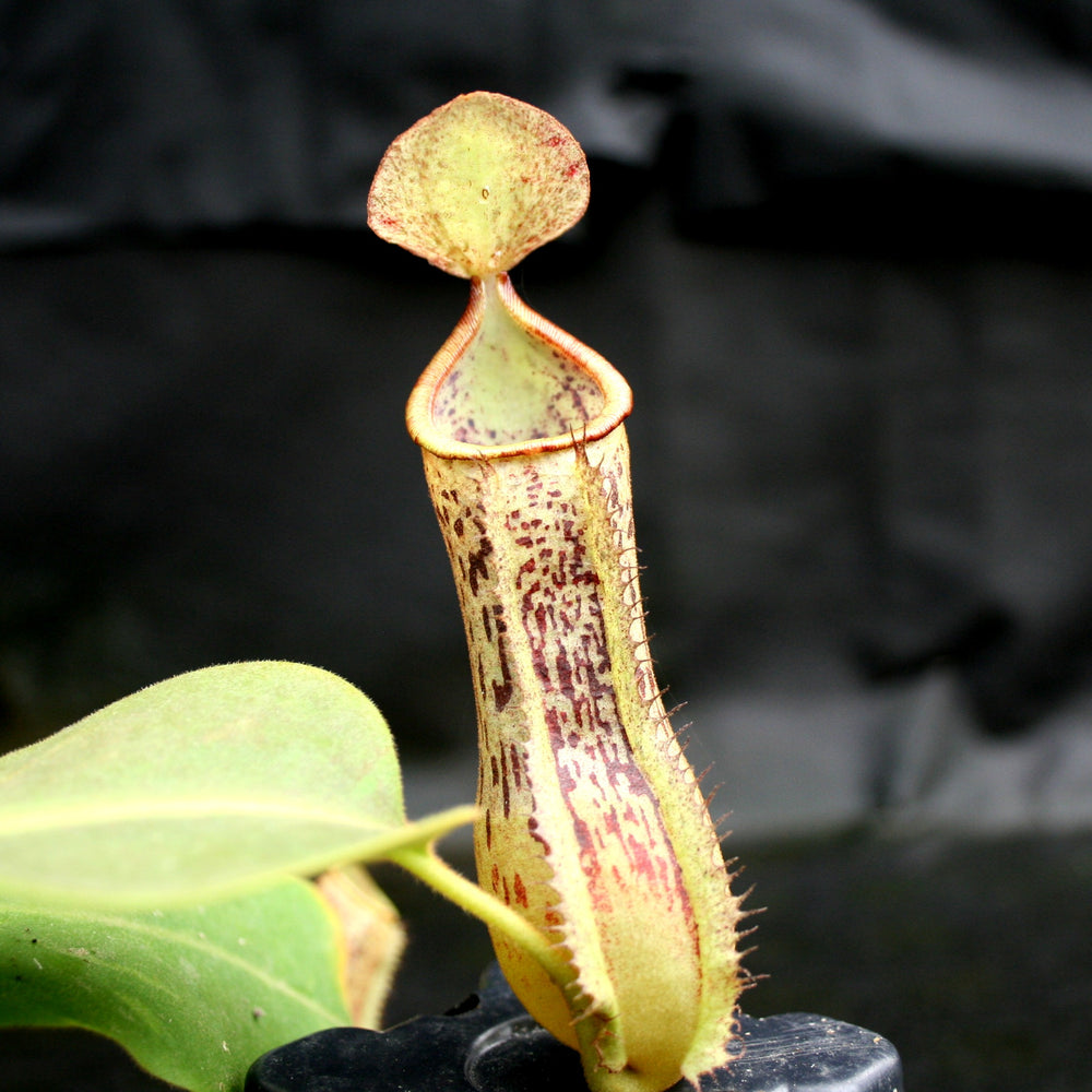 
                      
                        Nepenthes (truncata x campanulata) x platychila "white" , CAR-0090 pitcher plant, carnivorous plant, collectors plant, large pitchers, rare plants
                      
                    