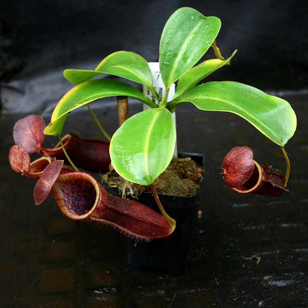 
                      
                        Nepenthes lowii x campanulata
                      
                    