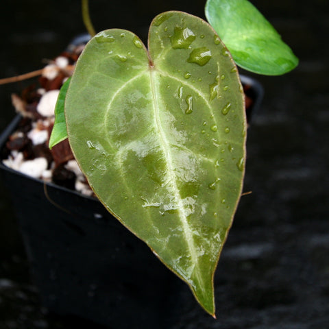 Anthurium forgetii x magnificum CAR-0202 glossy green leaf with water droplets