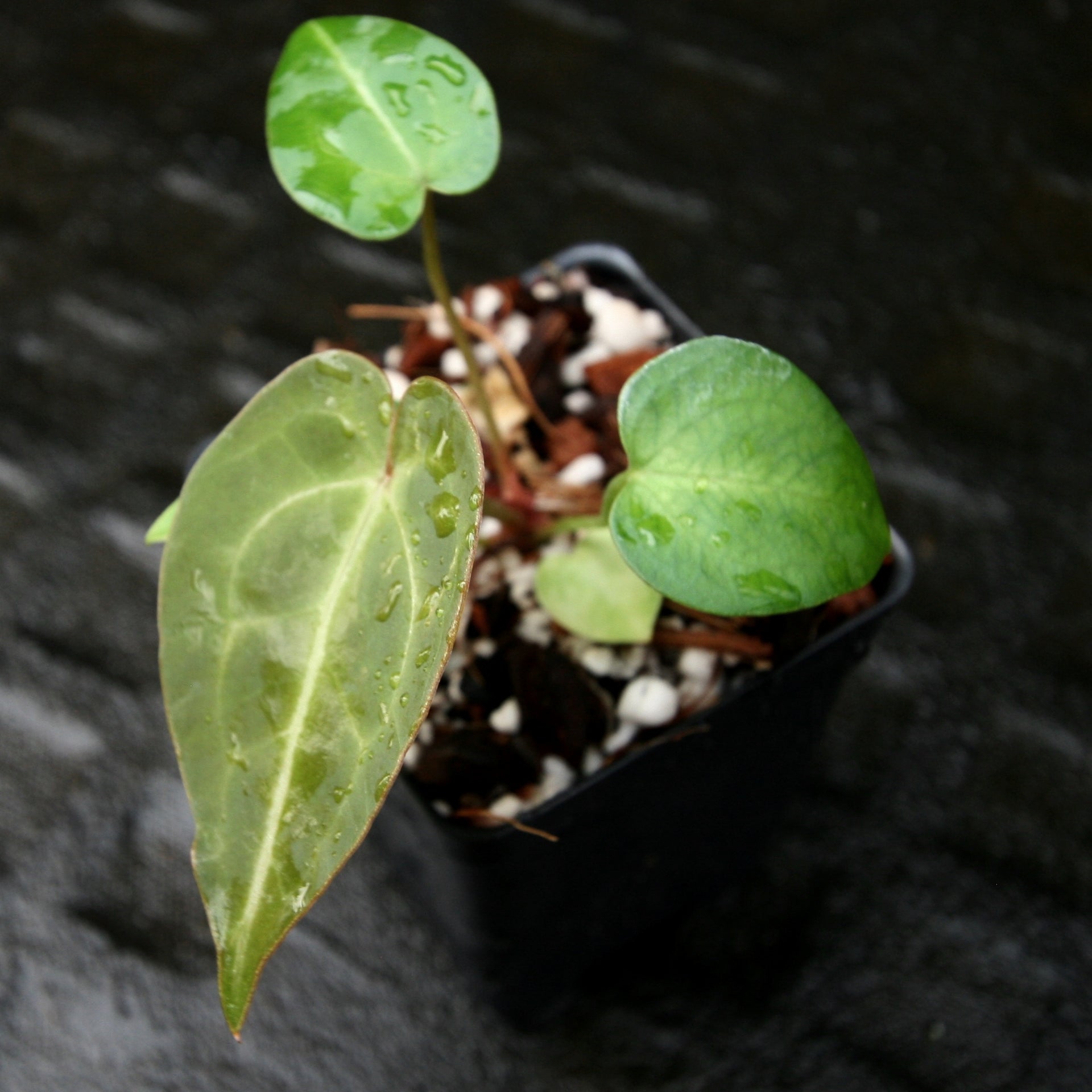 anthurium magnificum x forgetii Anthurium forgetii x magnificum, CAR-0202 – Carnivero