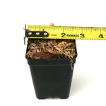 Pot and Soil - Aroids