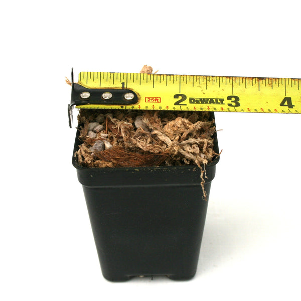 Pot and Soil - Aroids