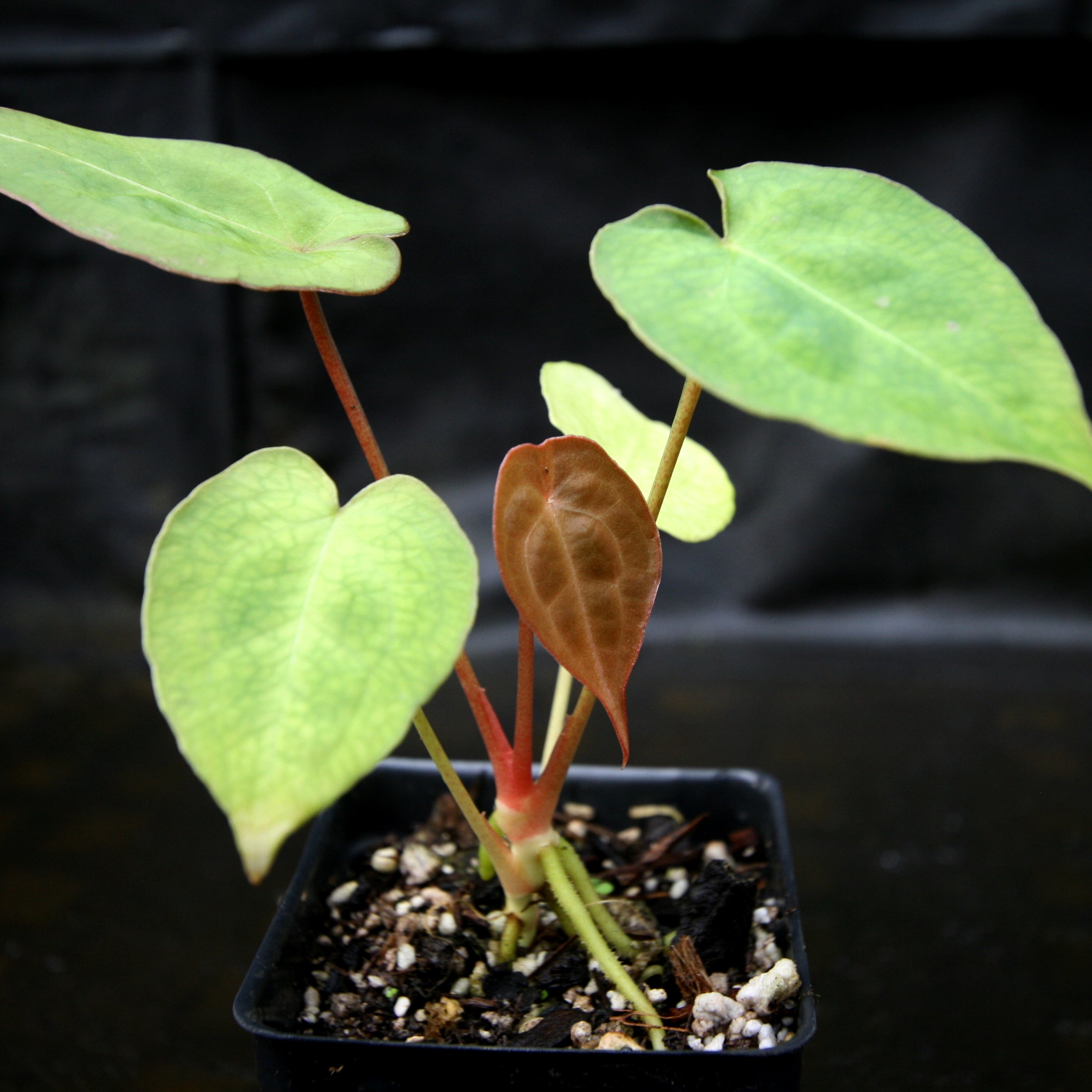 Anthurium forgetii Dark Form, CAR-0203 – Carnivero