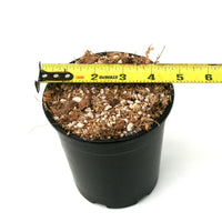 Pot and Soil - Aroids