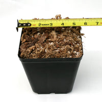Pot and Soil - Aroids