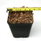Pot and Soil - Aroids
