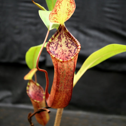 Nepenthes lowii x tentaculata with a tall red pitcher, pink speckled interior, and a green leaf against a dark background.