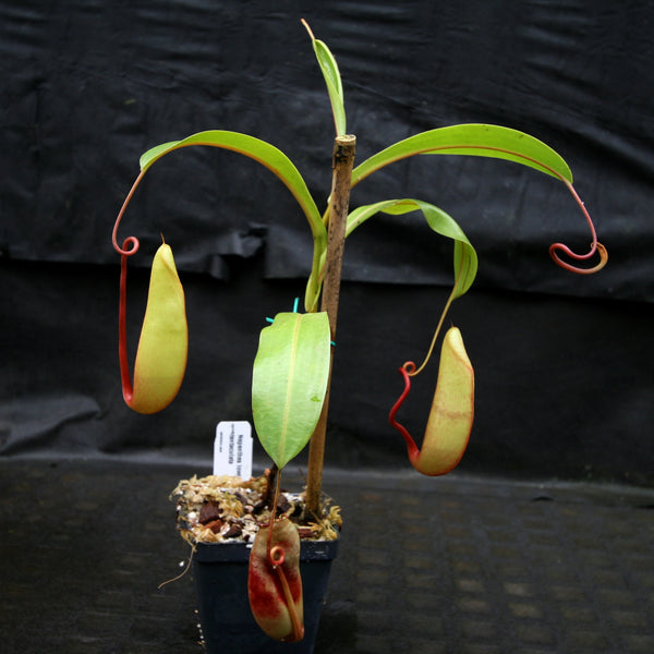 Nepenthes lowii x tentaculata