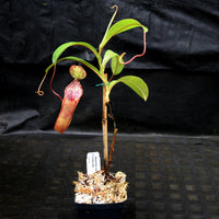 Nepenthes lowii x tentaculata