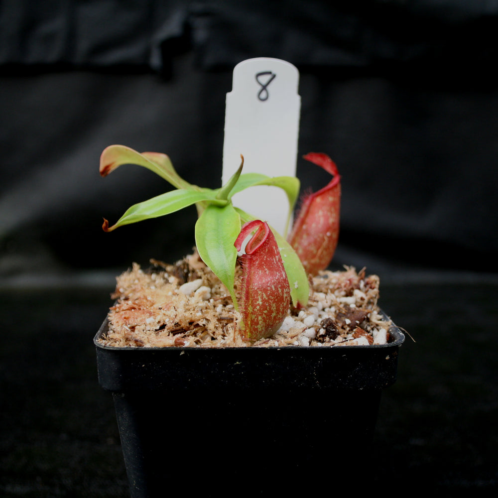 
                      
                        Nepenthes ampullaria x northiana
                      
                    