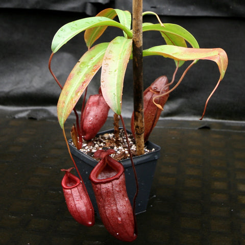 Nepenthes Binky ventricosa x mira with pale green leaves and red hanging pitchers in a black pot