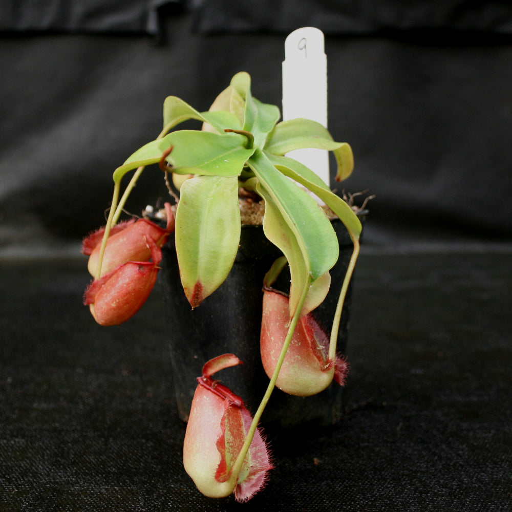 
                      
                        Nepenthes ampullaria x northiana
                      
                    