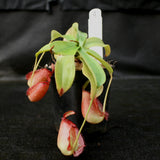 Nepenthes ampullaria x northiana