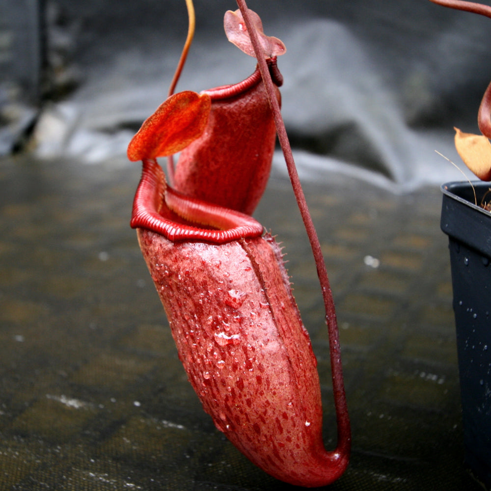 
                      
                        Nepenthes 'Binky', ventricosa x mira
                      
                    