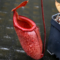 Nepenthes 'Binky', ventricosa x mira