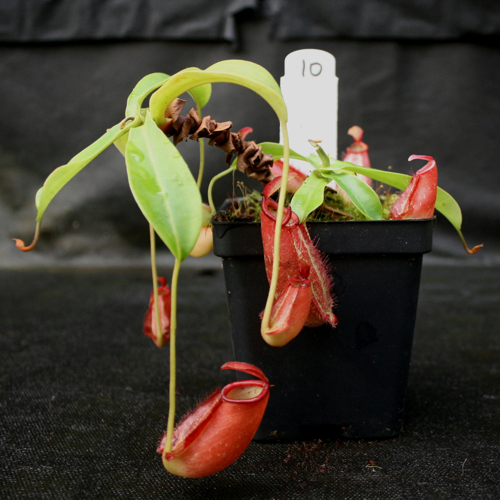 
                      
                        Nepenthes ampullaria x northiana
                      
                    
