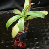 Nepenthes 'Binky', ventricosa x mira