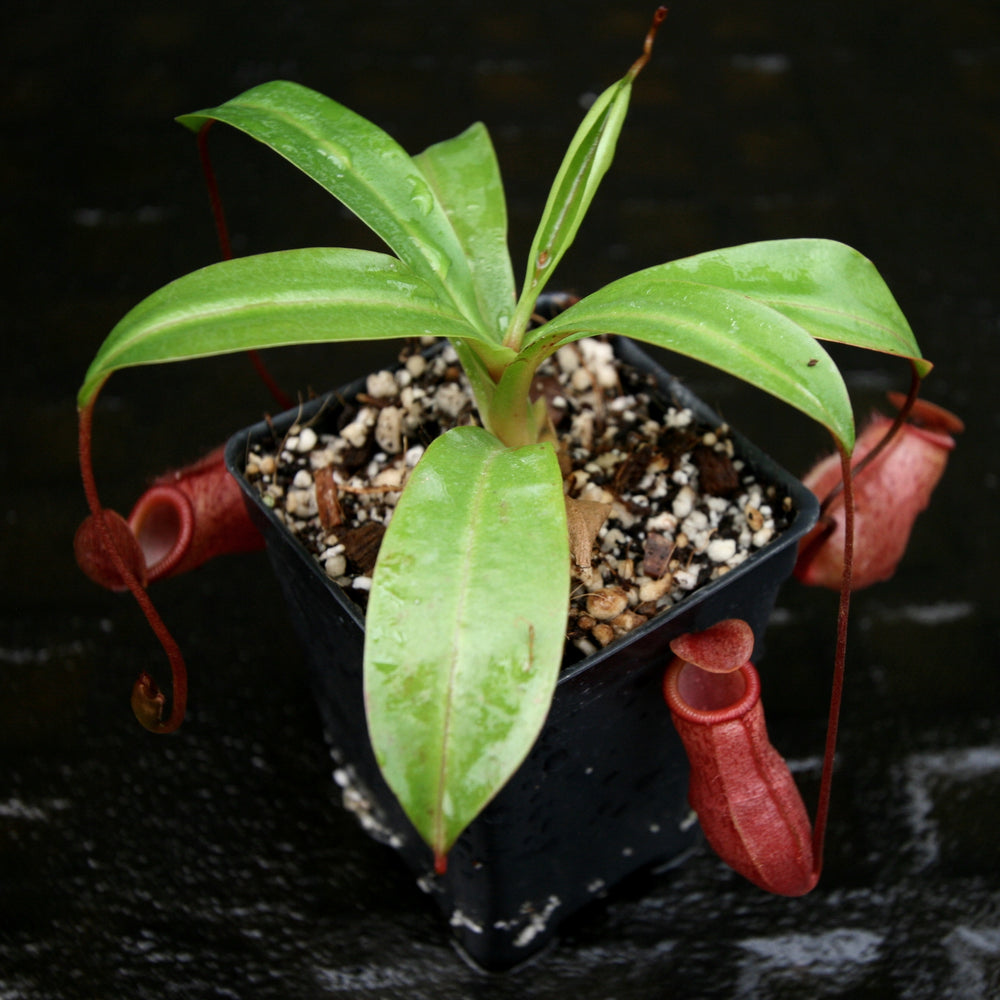 
                      
                        Nepenthes 'Binky', ventricosa x mira
                      
                    