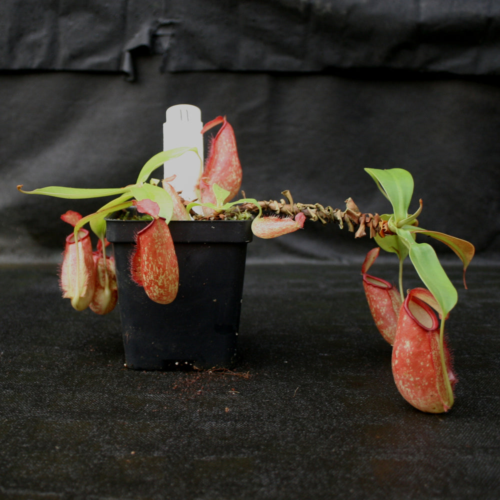 
                      
                        Nepenthes ampullaria x northiana
                      
                    