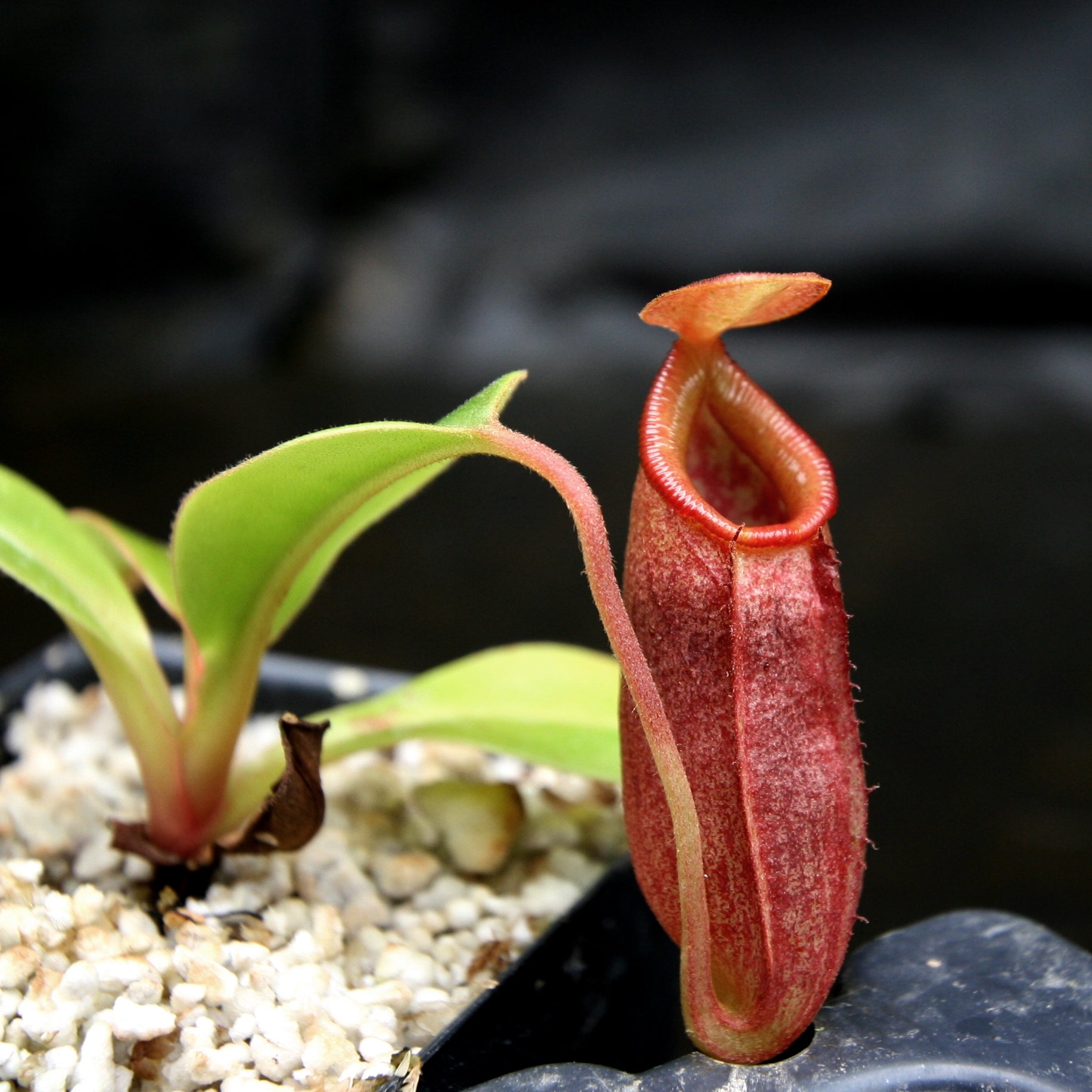 Nepenthes robcantleyi x jacquelineae, BE-4028 – Carnivero