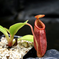 Nepenthes robcantleyi x jacquelineae, BE-4028