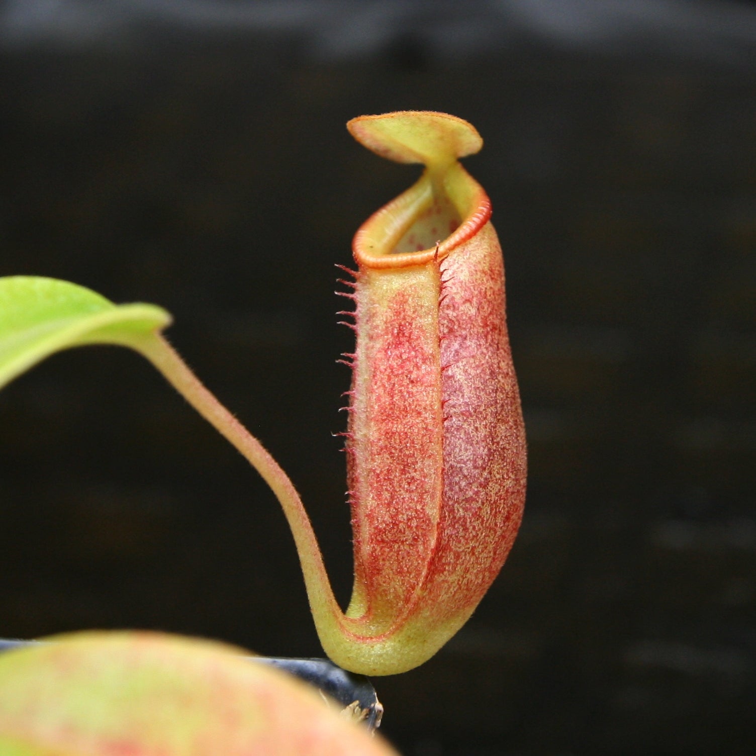 Nepenthes robcantleyi x jacquelineae, BE-4028 – Carnivero