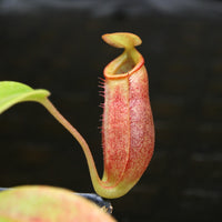 Nepenthes robcantleyi x jacquelineae, BE-4028