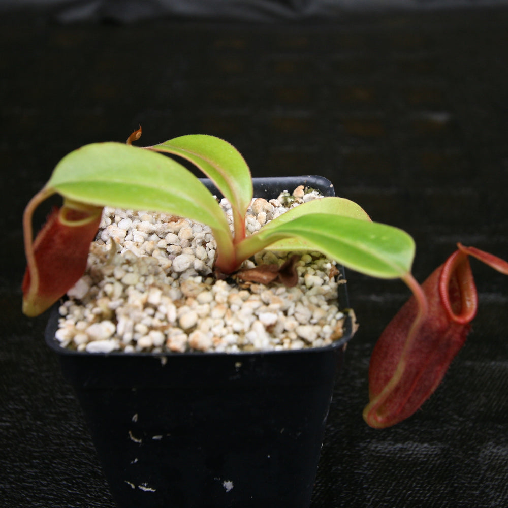 
                      
                        Nepenthes robcantleyi x jacquelineae, BE-4028
                      
                    