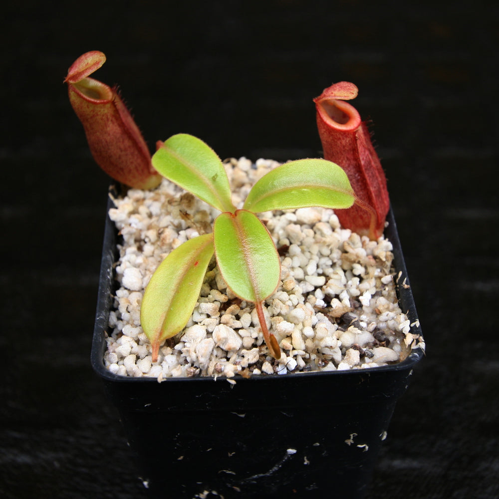 
                      
                        Nepenthes robcantleyi x jacquelineae, BE-4028
                      
                    