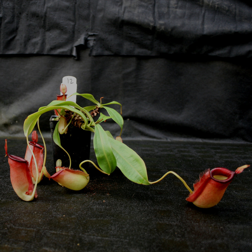 
                      
                        Nepenthes ampullaria x northiana
                      
                    