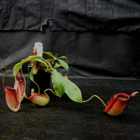Nepenthes ampullaria x northiana