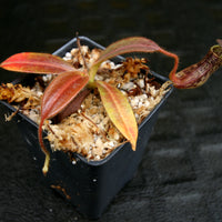 Nepenthes stenophylla, BE-3905