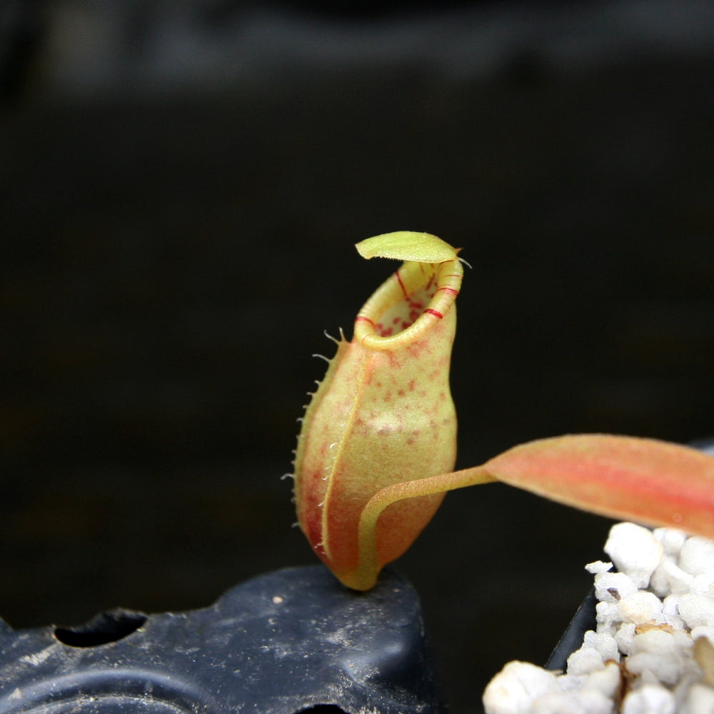 
                      
                        Nepenthes ovata, BE-3919
                      
                    