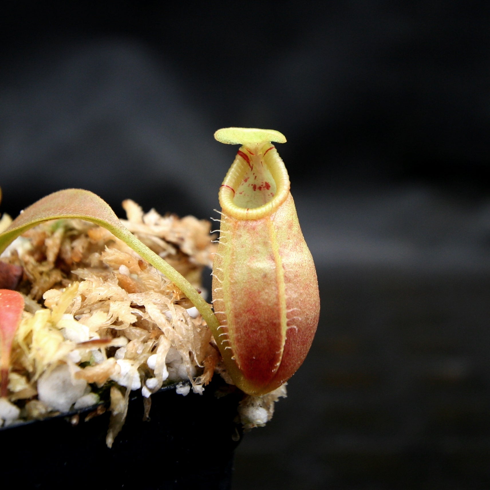 Nepenthes ovata, BE-3919 – Carnivero