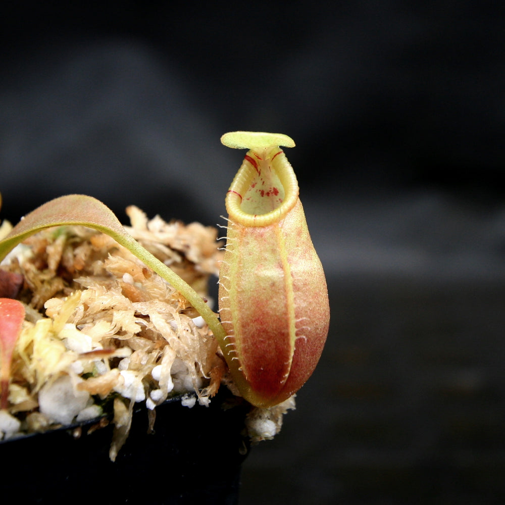 
                      
                        Nepenthes ovata, BE-3919
                      
                    