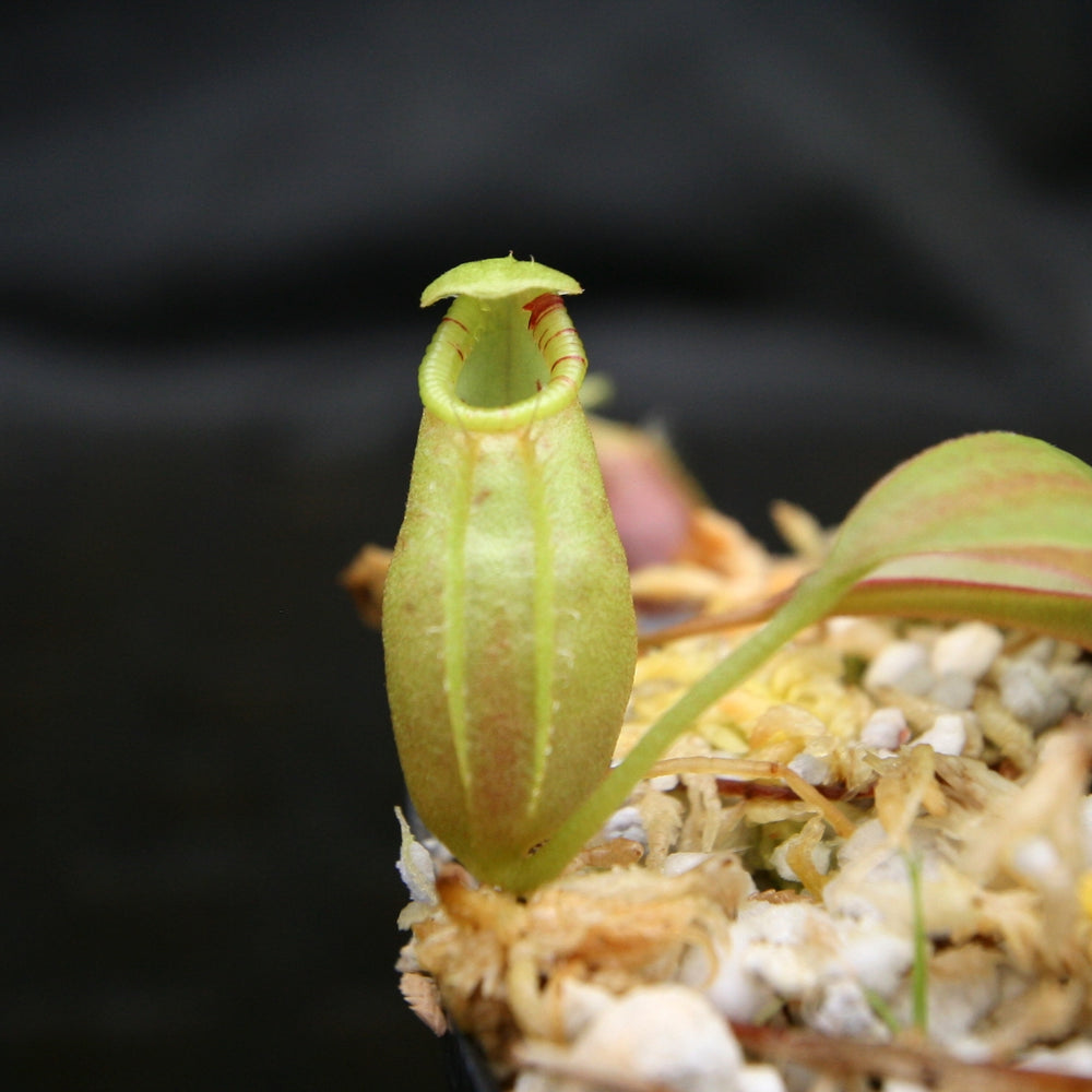 
                      
                        Nepenthes ovata, BE-3919
                      
                    