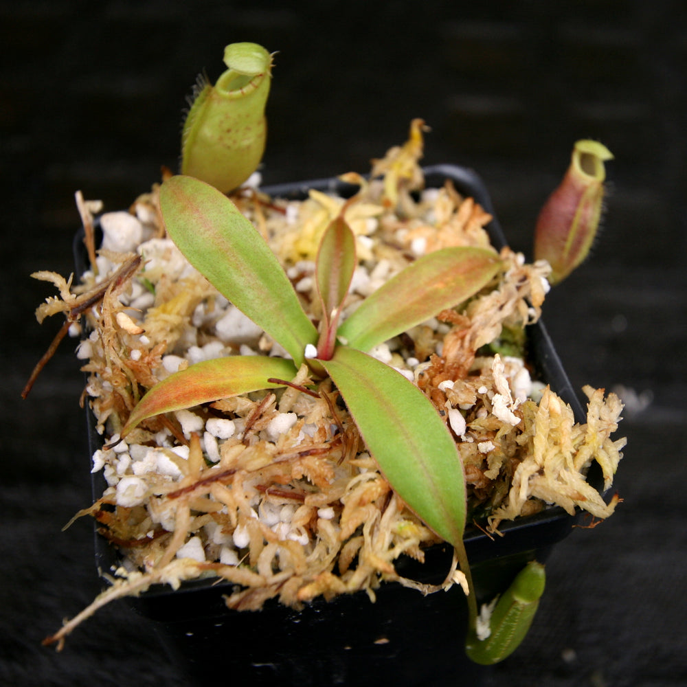 
                      
                        Nepenthes ovata, BE-3919
                      
                    