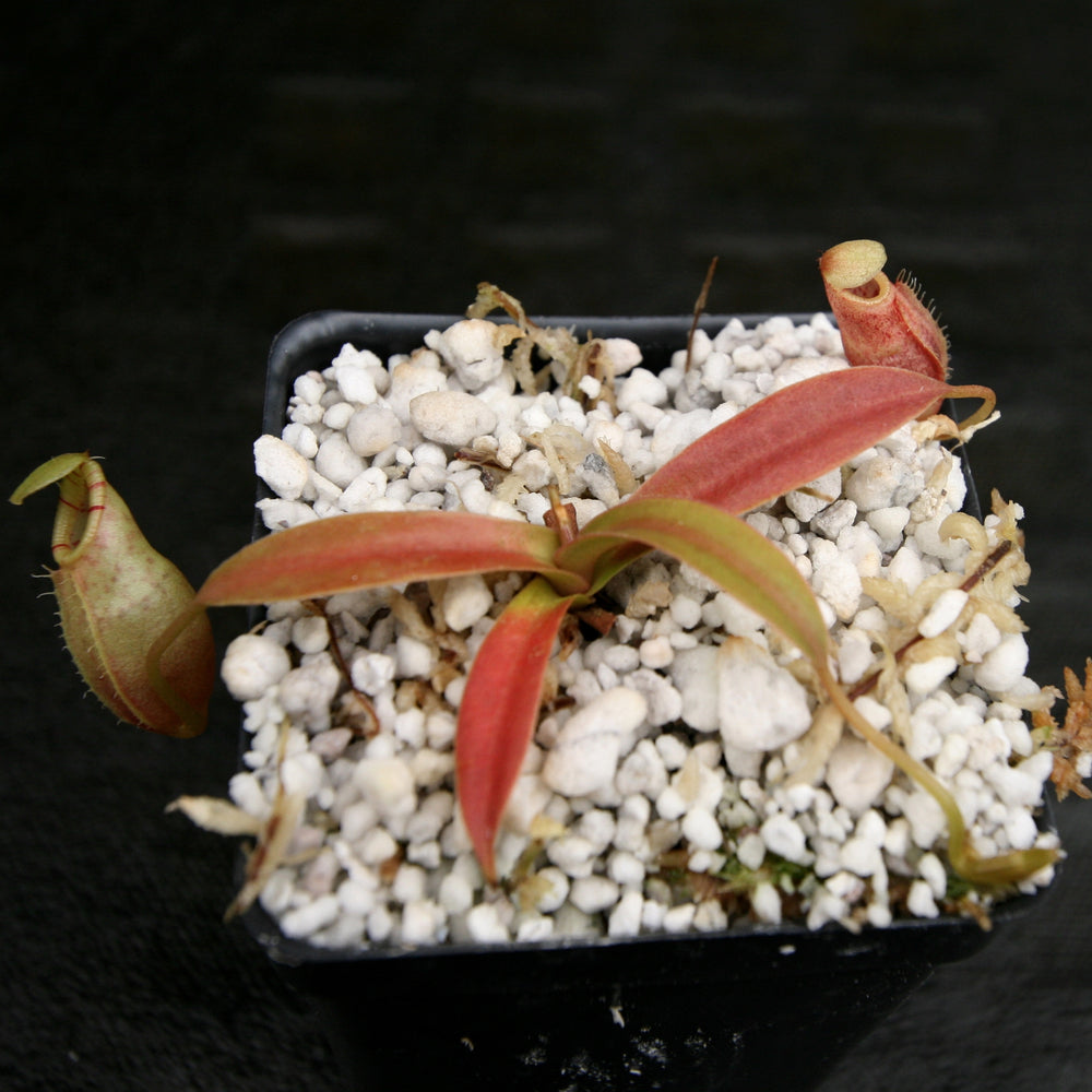 
                      
                        Nepenthes ovata, BE-3919
                      
                    