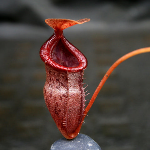 Red Nepenthes singalana x tenuis pitcher with a ribbed circular peristome and small lid