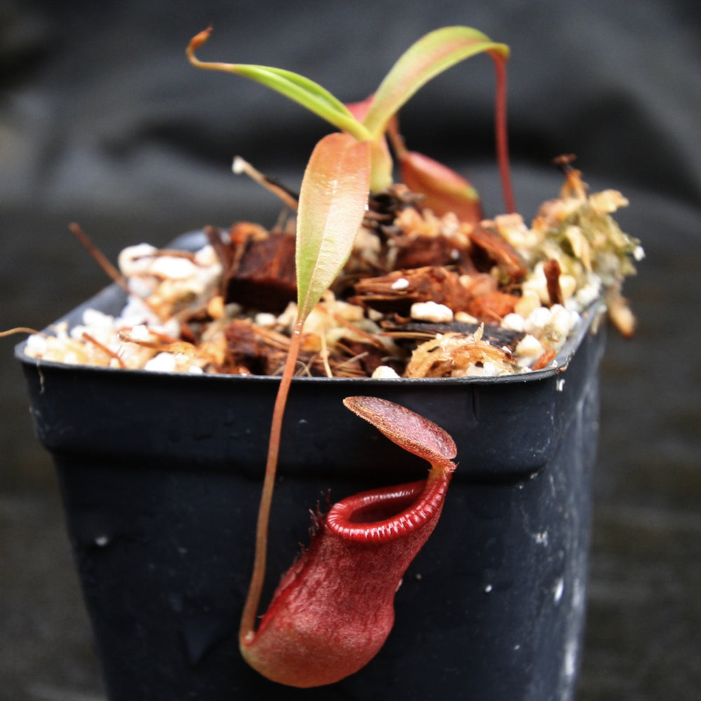 
                      
                        Nepenthes singalana x tenuis, pitcher plant, carnivorous plant, collectors plant, large pitchers, rare plants
                      
                    
