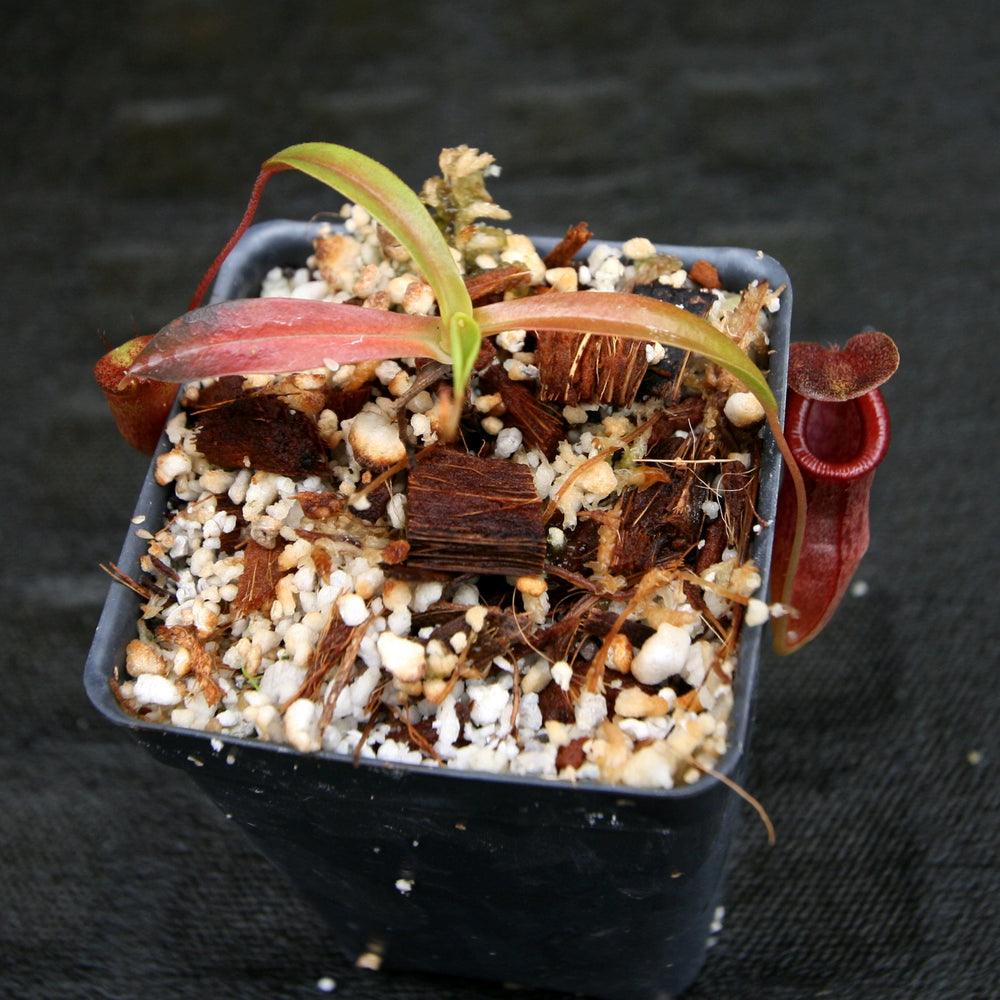 
                      
                        Nepenthes singalana x tenuis, pitcher plant, carnivorous plant, collectors plant, large pitchers, rare plants
                      
                    