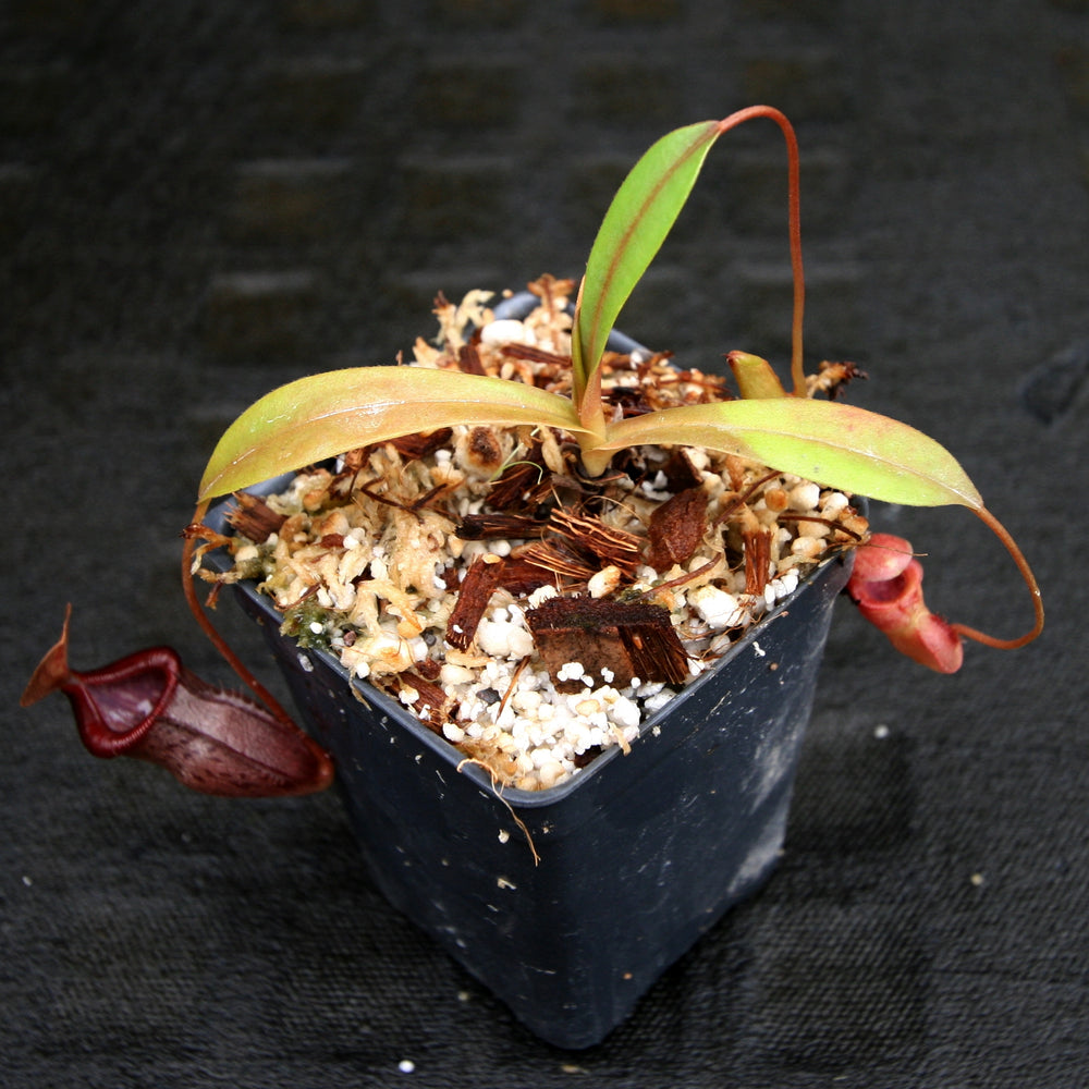 
                      
                        Nepenthes singalana x tenuis, pitcher plant, carnivorous plant, collectors plant, large pitchers, rare plants
                      
                    