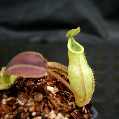 Close-up of a pale green Nepenthes maxima pitcher with a pinkish red rim.