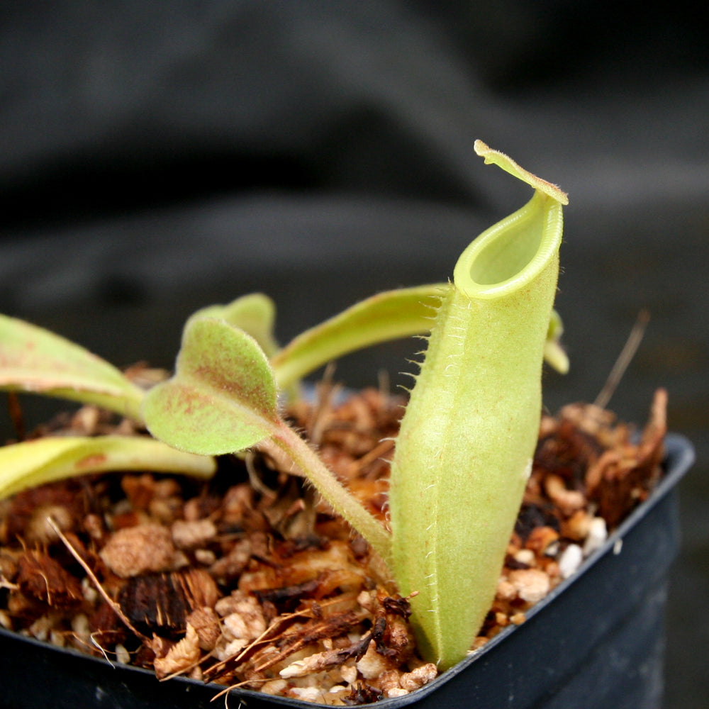 
                      
                        Nepenthes maxima, BE-4081, pitcher plant, carnivorous plant, collectors plant, large pitchers, rare plants
                      
                    